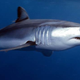 Illustration for article titled Can the US Government Help Save the Fastest Shark?